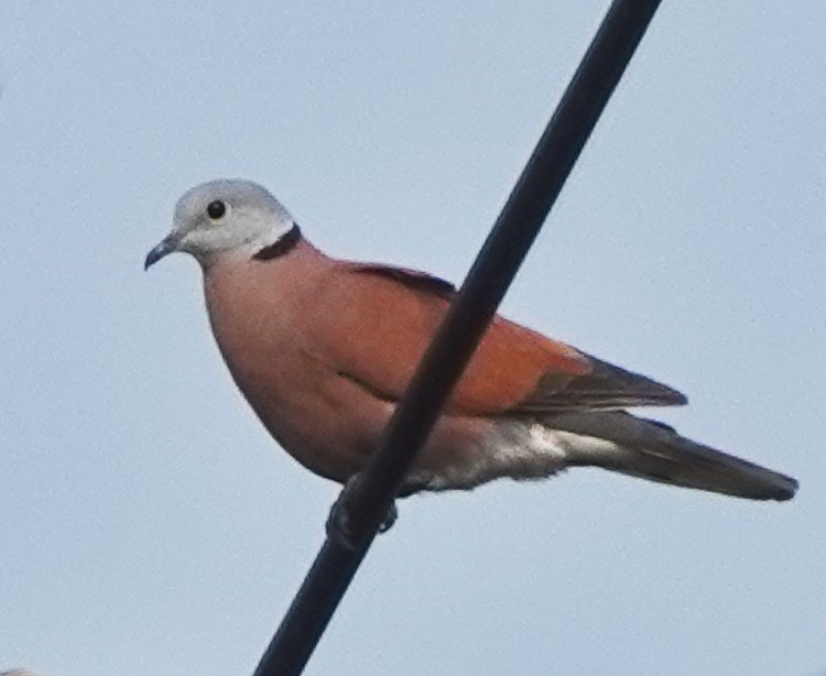 Red Collared-Dove - ML617958530