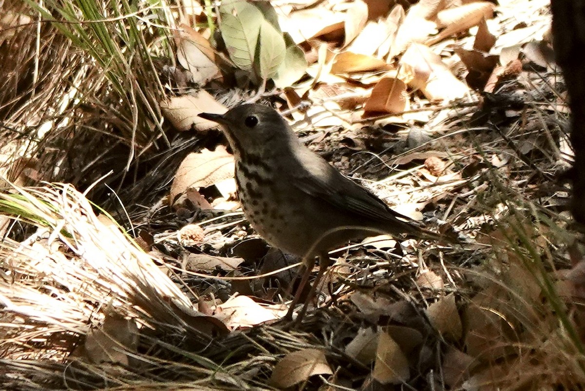 Hermit Thrush - ML617958545