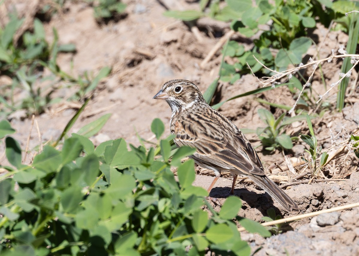 Vesper Sparrow - Verlee Sanburg