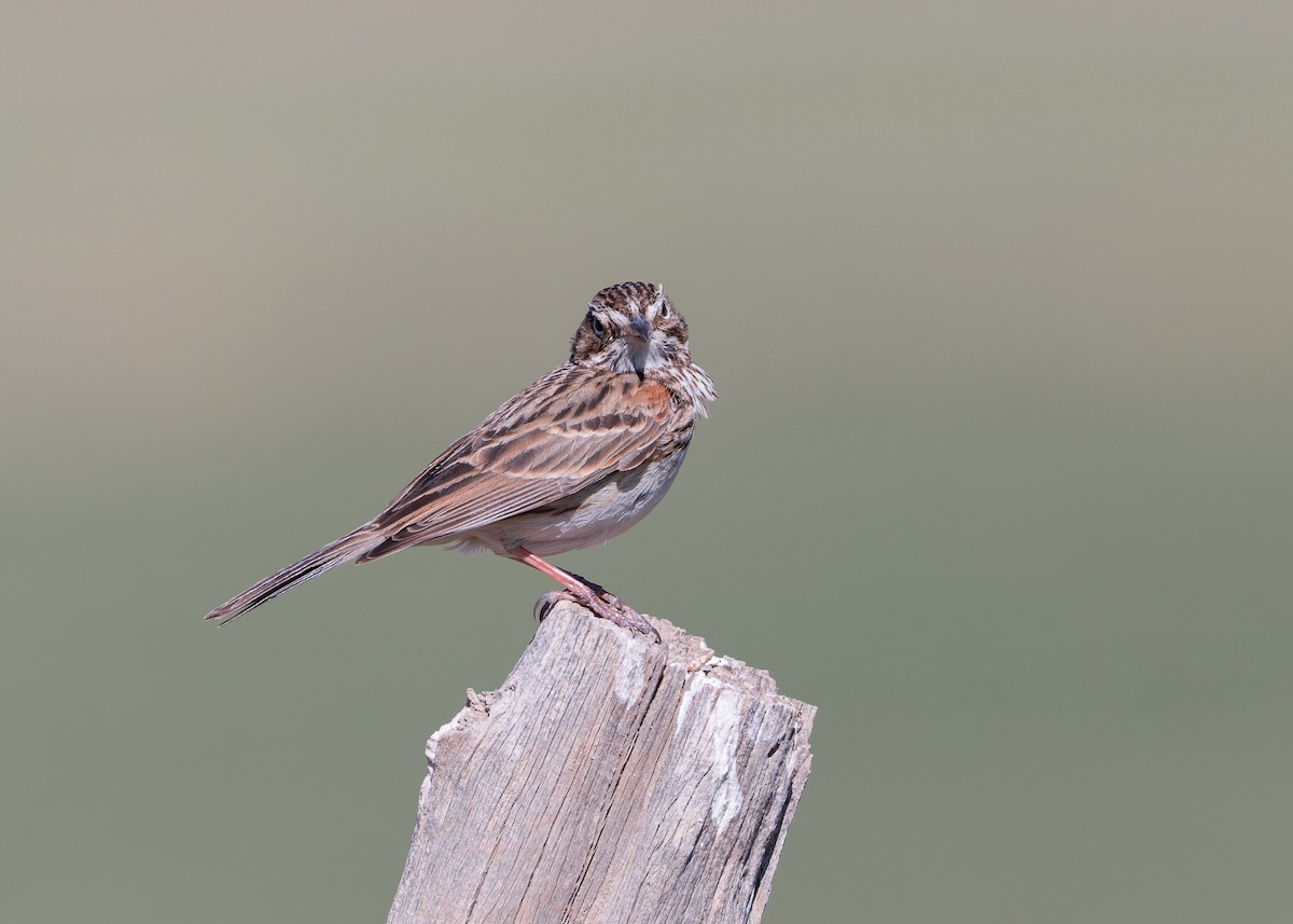 Vesper Sparrow - Verlee Sanburg