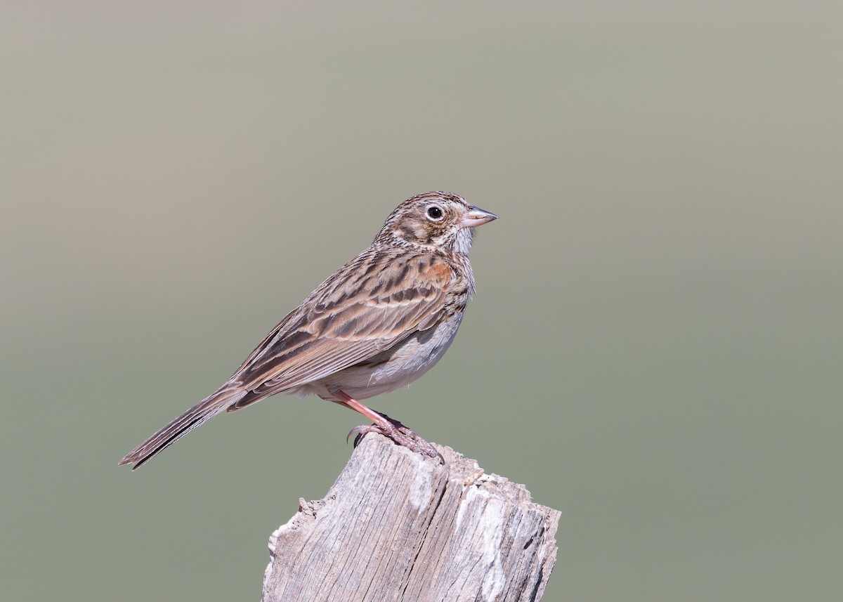 Vesper Sparrow - Verlee Sanburg