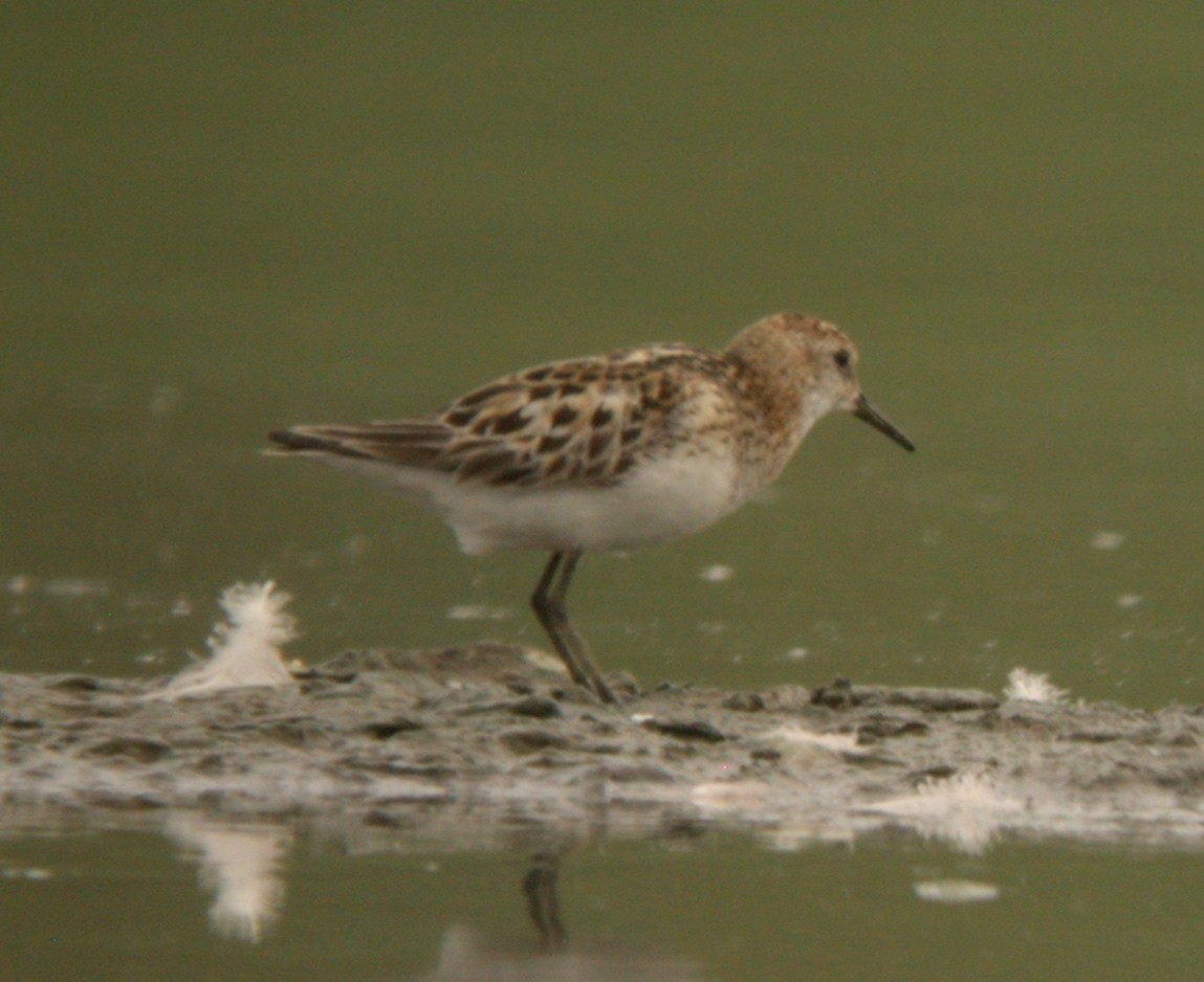 Little Stint - ML61795861