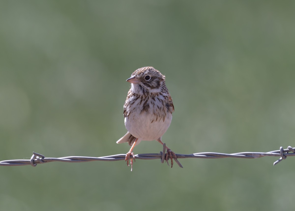 Vesper Sparrow - Verlee Sanburg