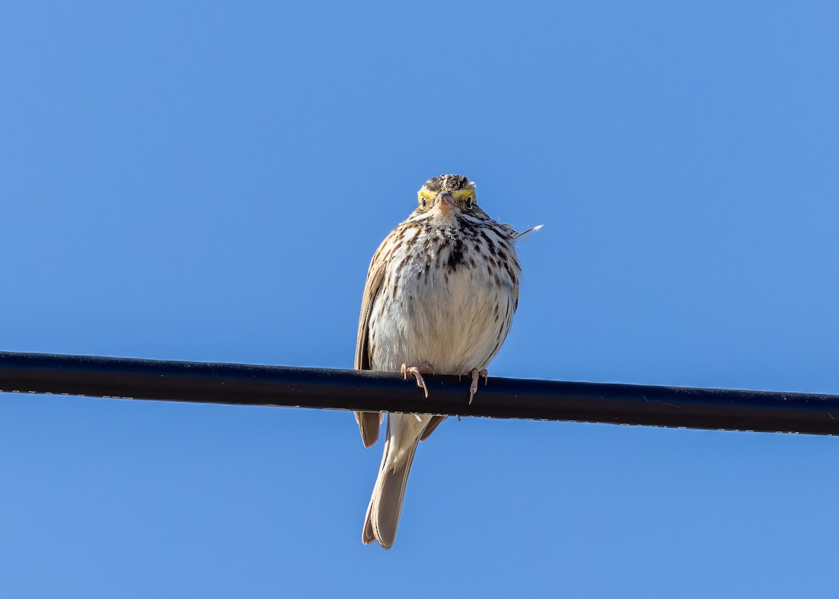 Savannah Sparrow - Verlee Sanburg