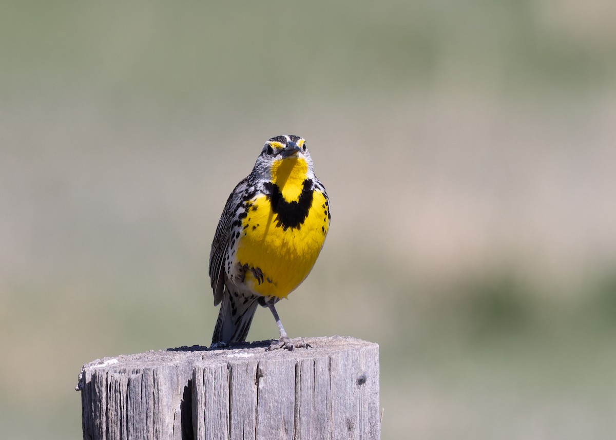 Western Meadowlark - Verlee Sanburg