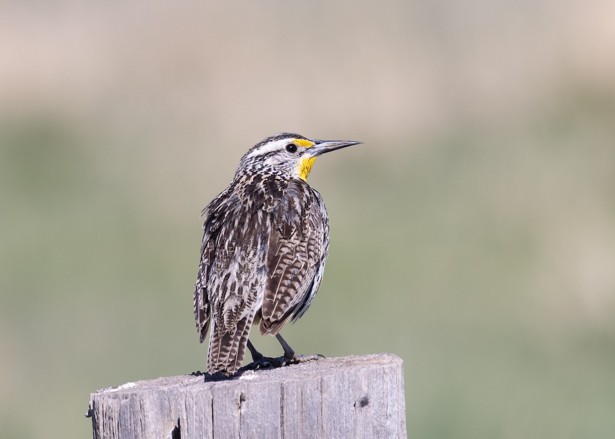 Western Meadowlark - Verlee Sanburg