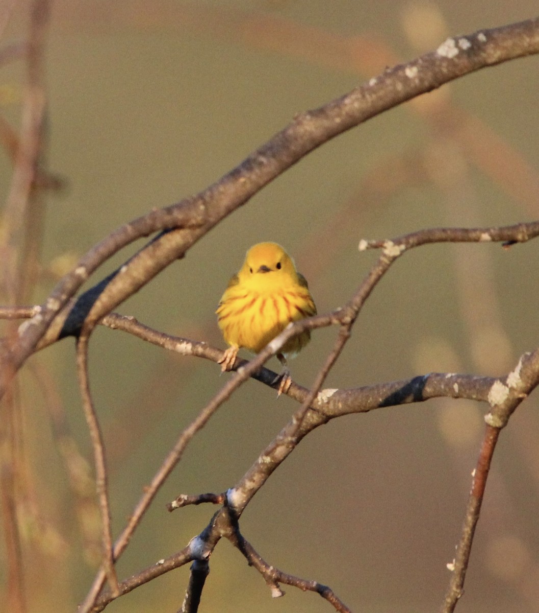 Yellow Warbler - ML617958695