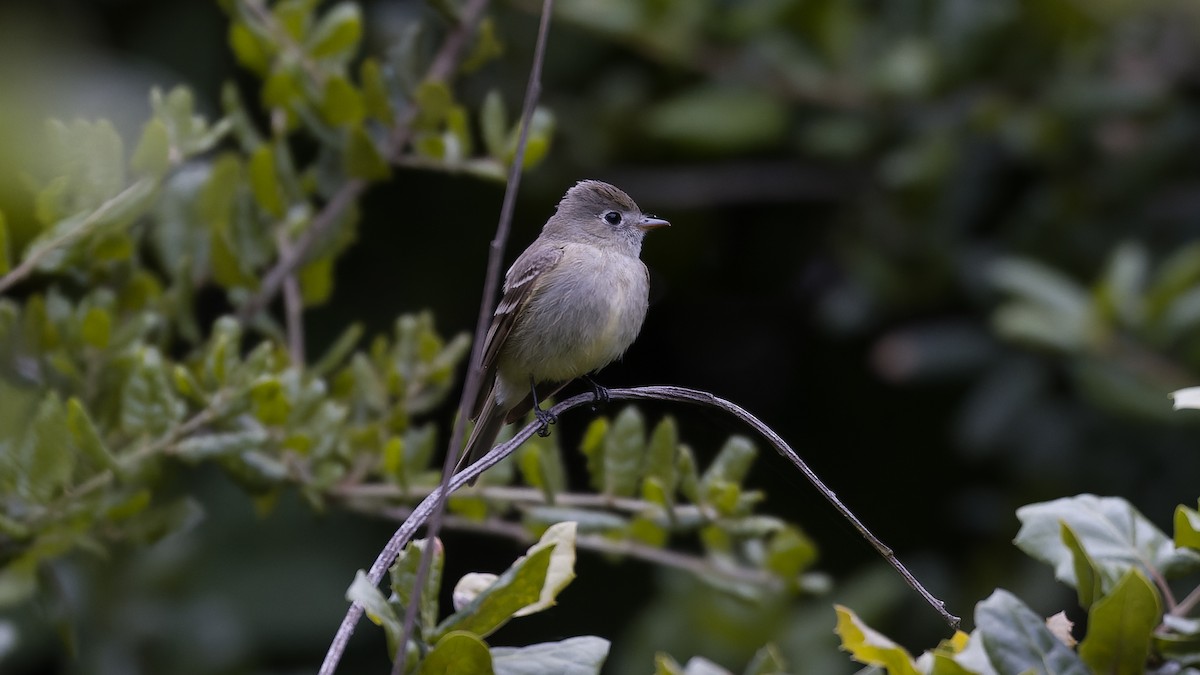 Hammond's Flycatcher - ML617958697