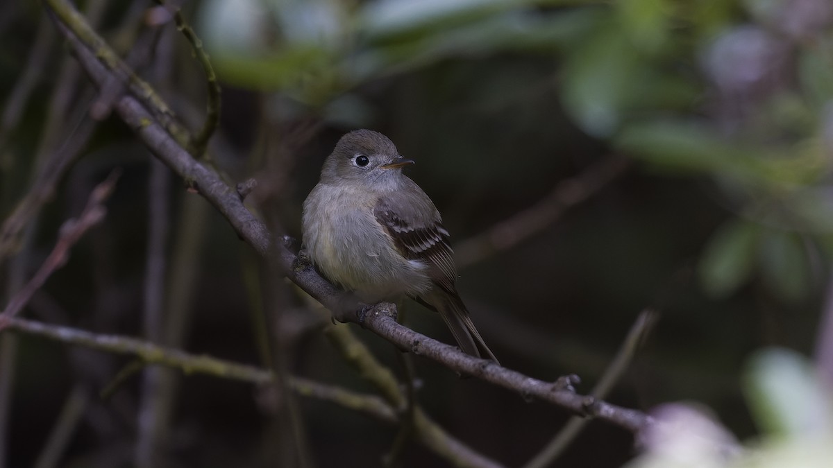 Hammond's Flycatcher - ML617958698