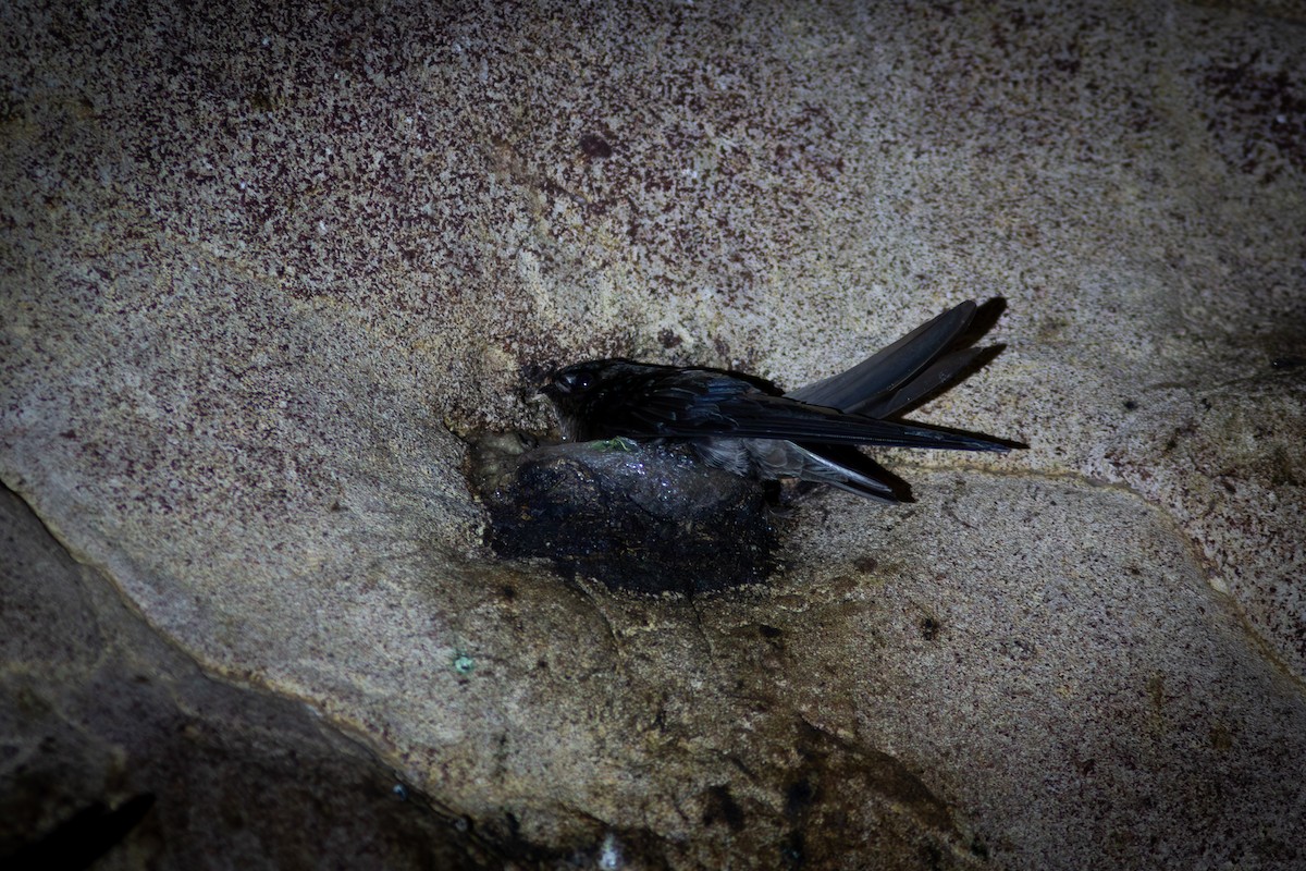 Black-nest Swiftlet - Morten Lisse