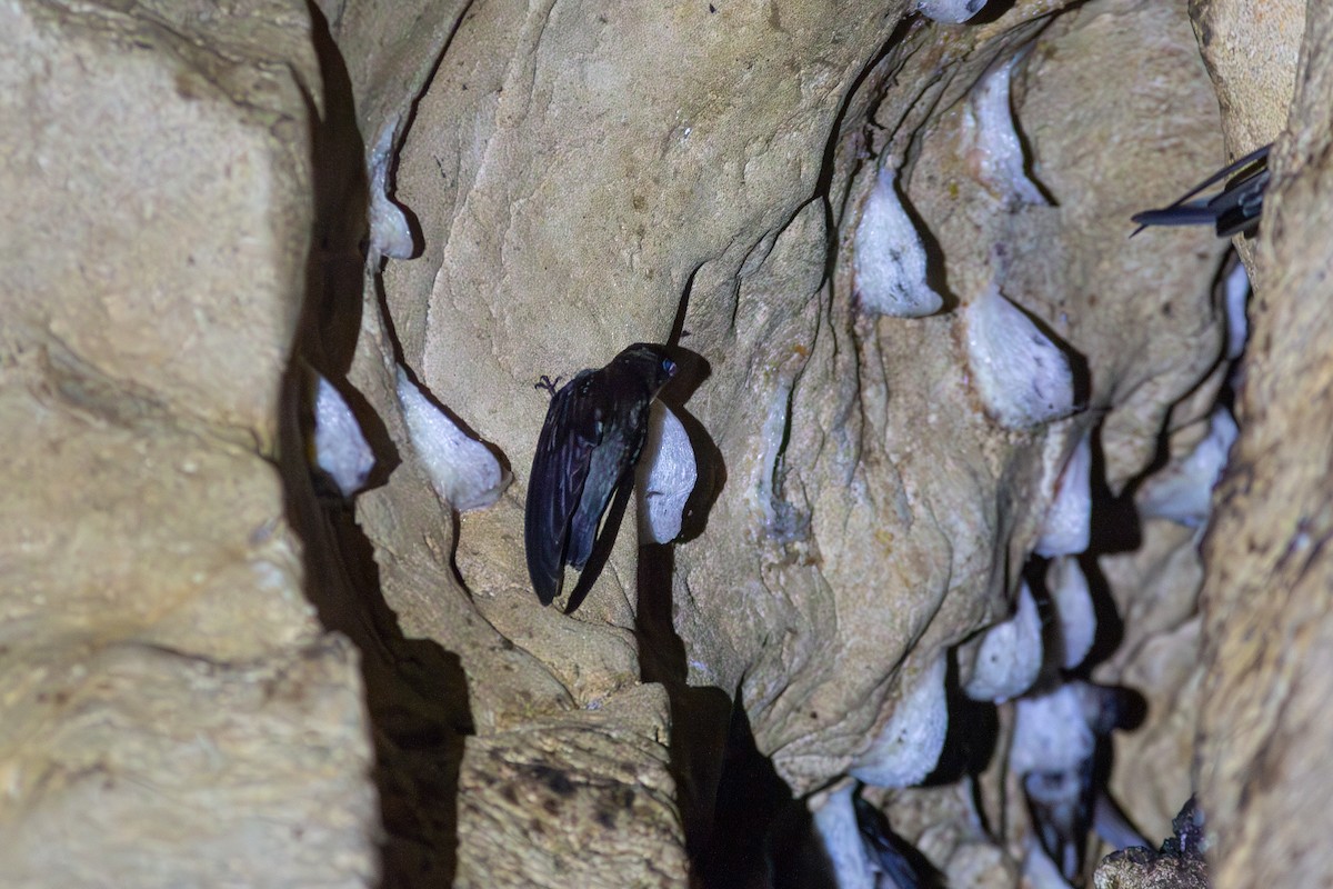 White-nest Swiftlet - Morten Lisse