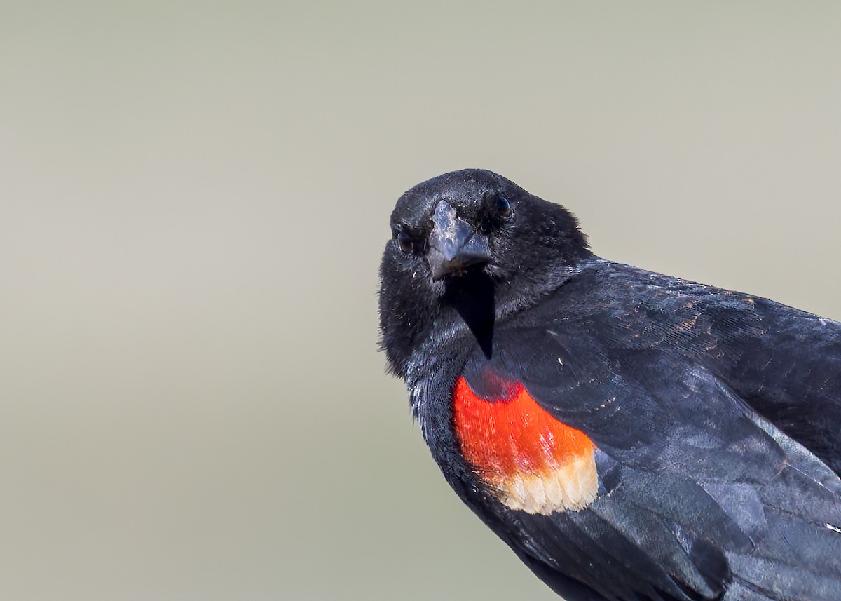 Red-winged Blackbird - ML617958727