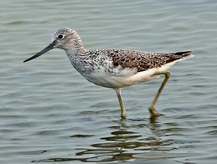 Common Greenshank - ML617958729