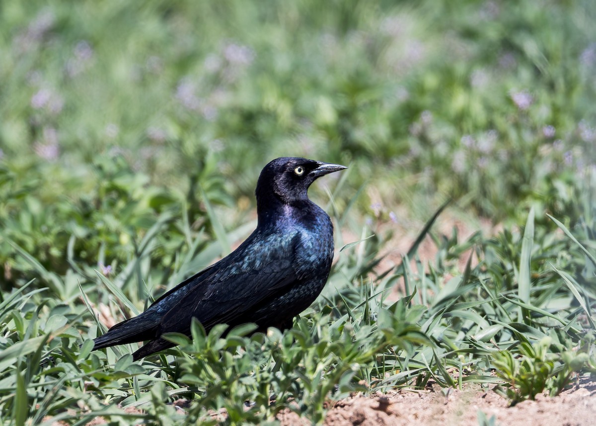 Brewer's Blackbird - Verlee Sanburg