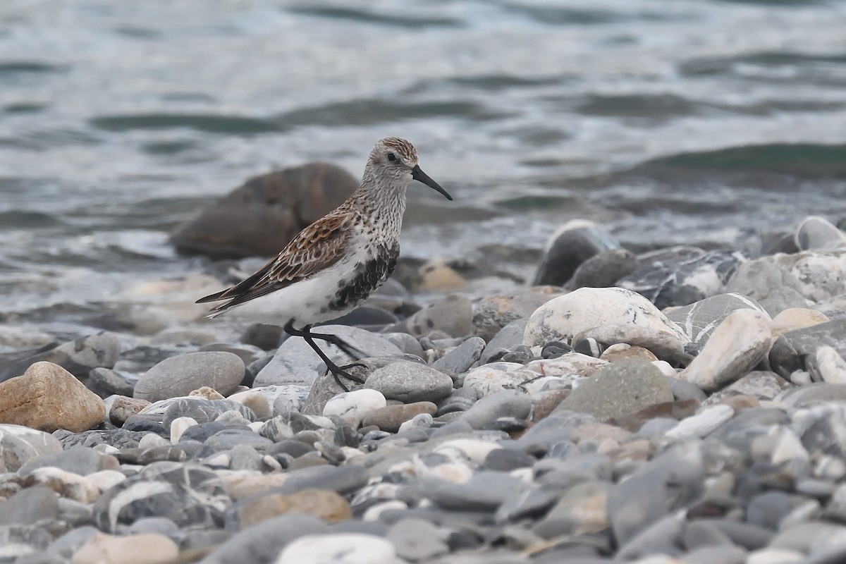 Dunlin - ML617958783