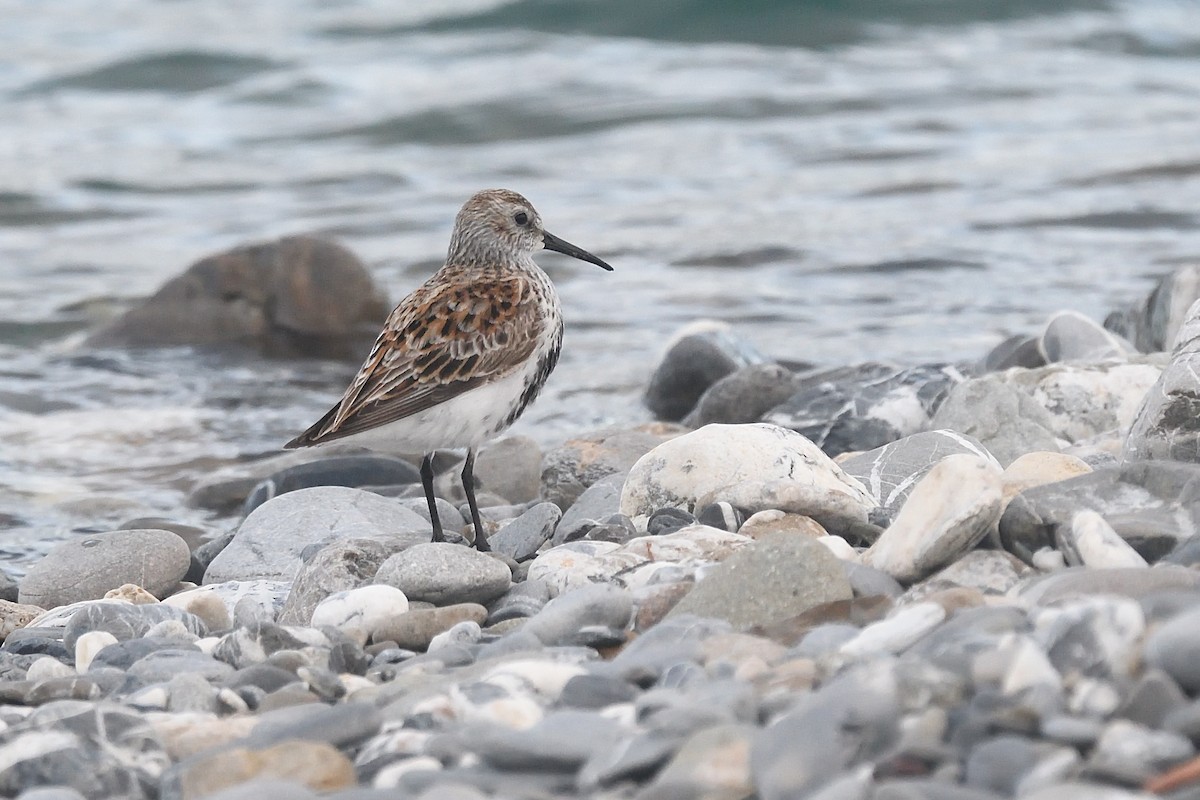 Dunlin - ML617958784