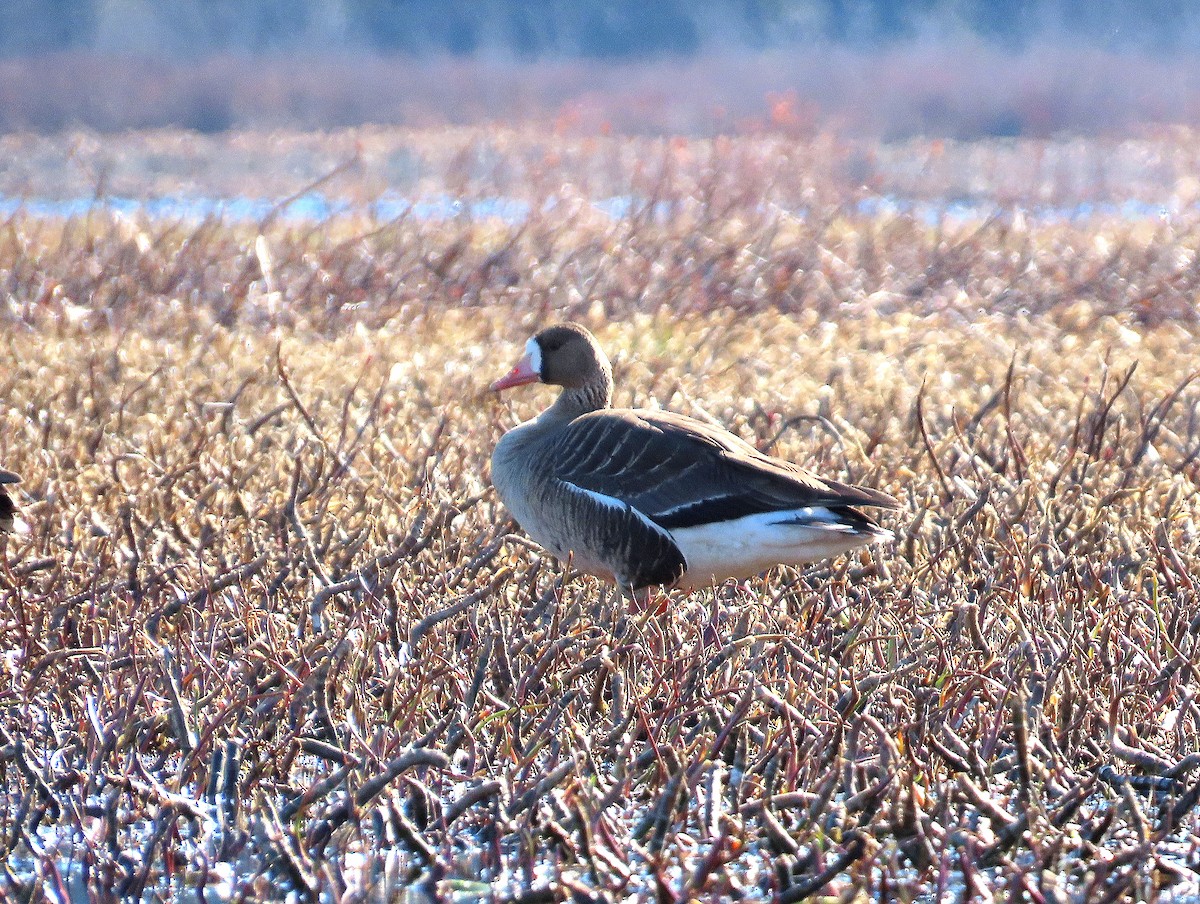 Greater White-fronted Goose - ML617958787