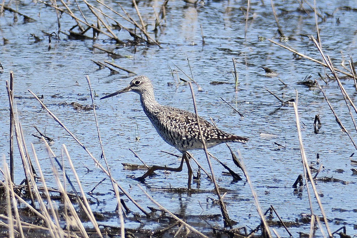 Greater Yellowlegs - ML617958794