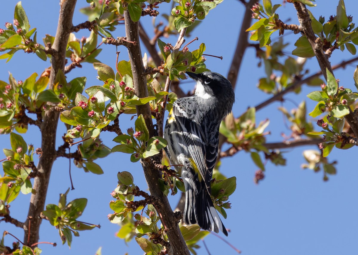 lesňáček žlutoskvrnný (ssp. coronata) - ML617958811