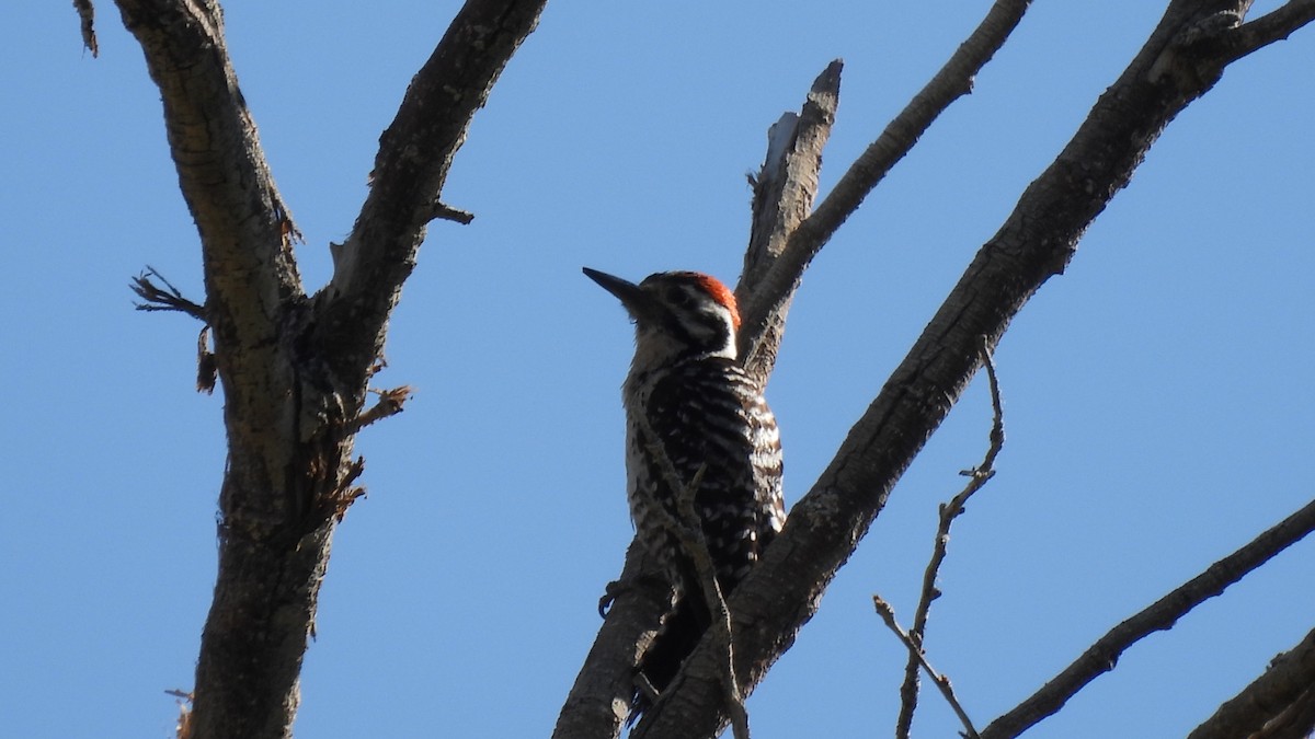 Ladder-backed Woodpecker - ML617958827