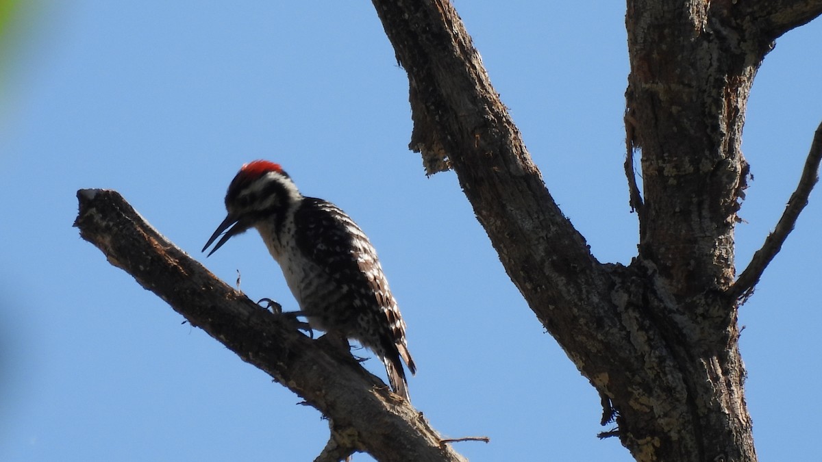 Ladder-backed Woodpecker - ML617958829