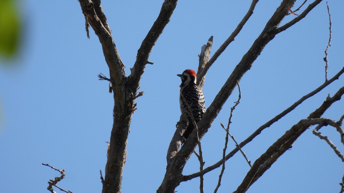 Ladder-backed Woodpecker - ML617958830
