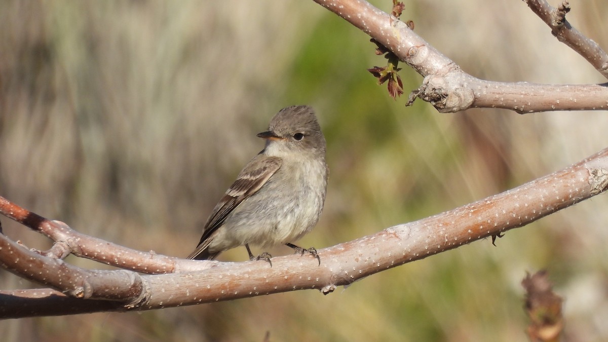 Hammond's Flycatcher - Karen Evans