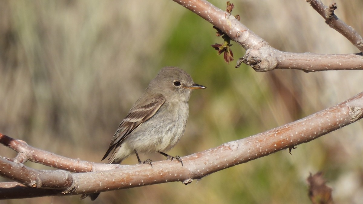 Hammond's Flycatcher - Karen Evans