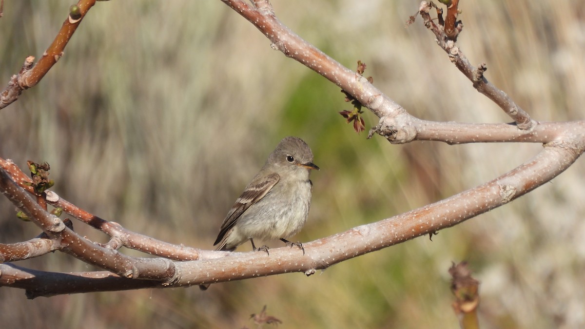 Hammond's Flycatcher - ML617958849