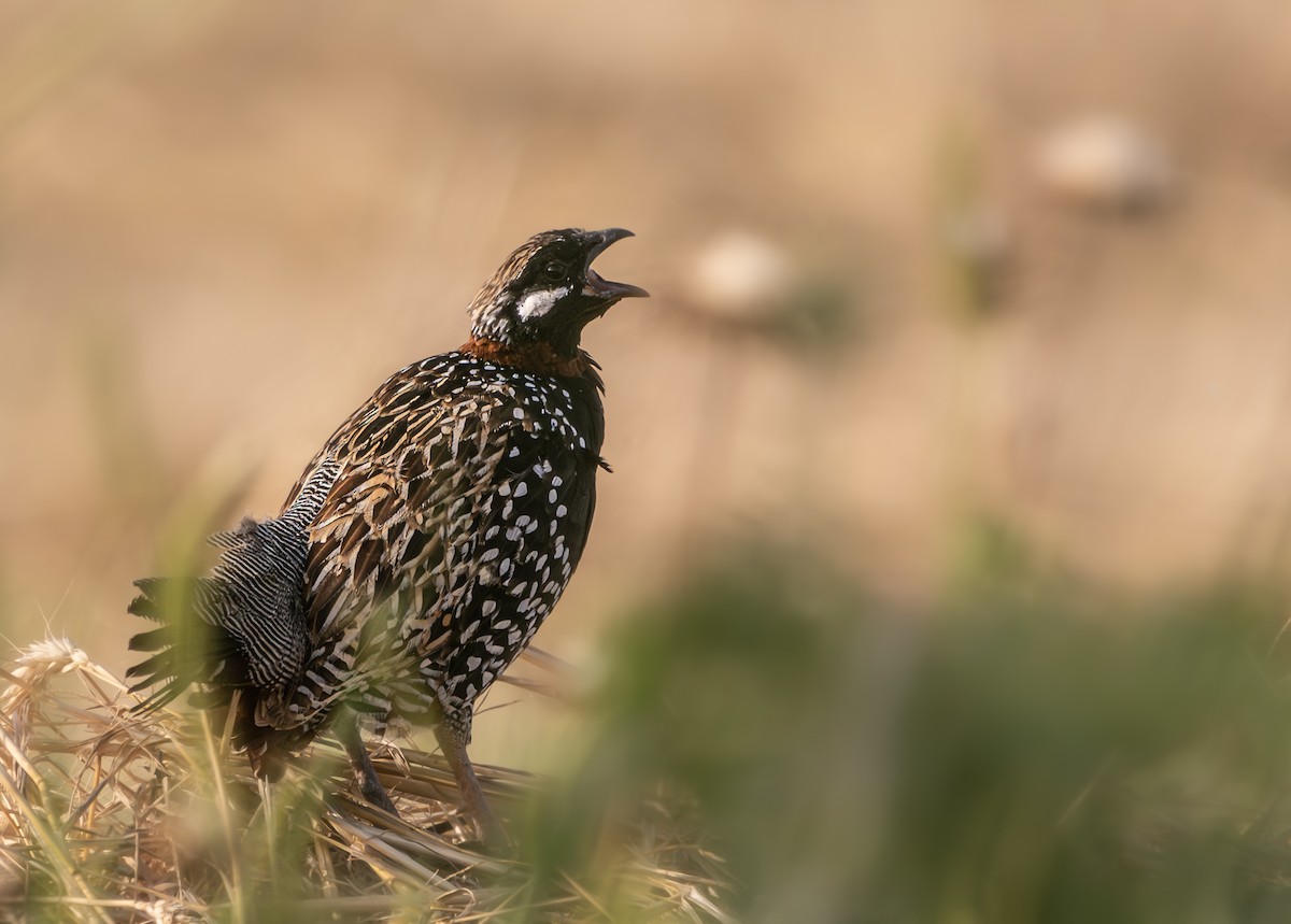 Black Francolin - ML617958852