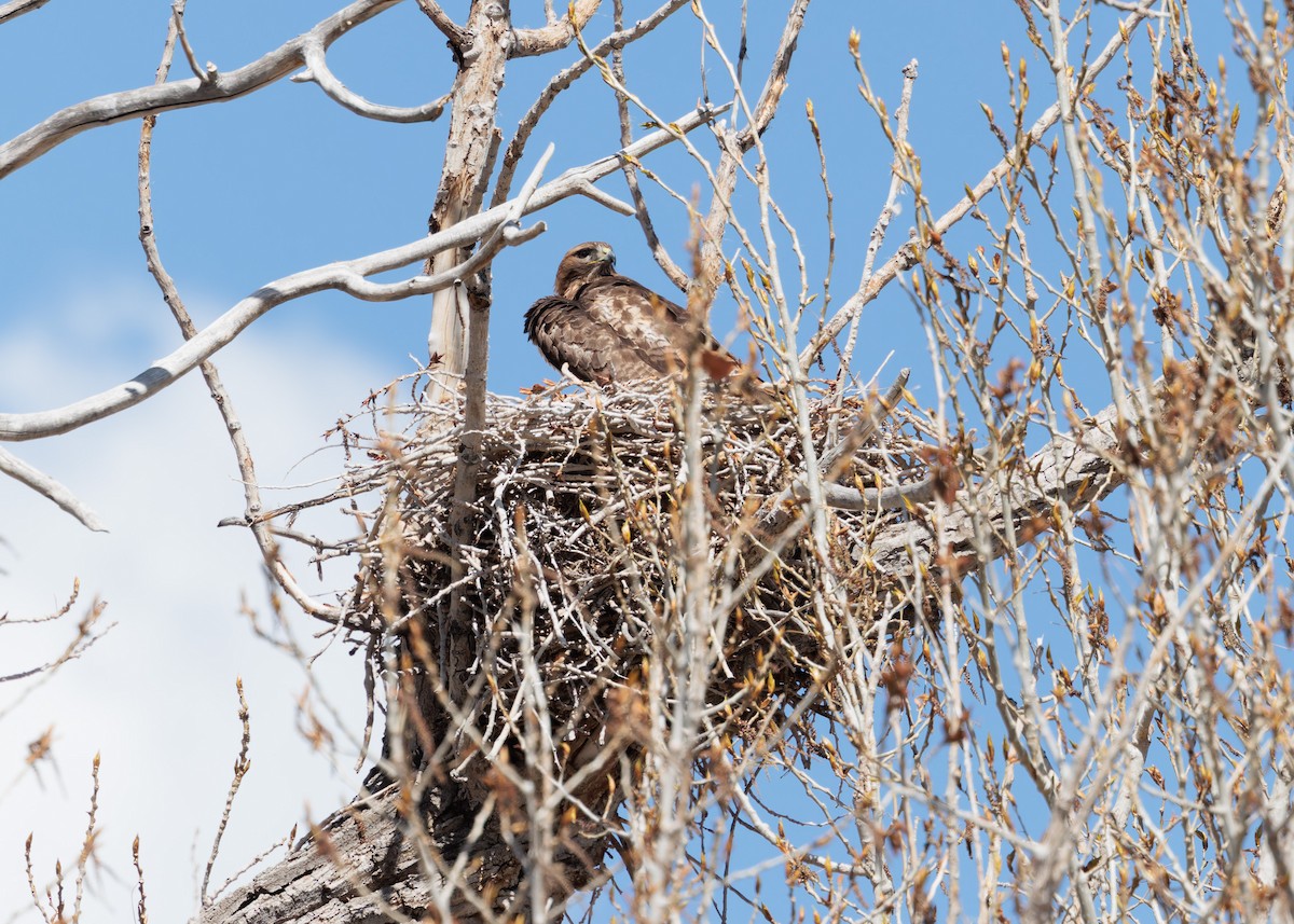 Red-tailed Hawk - Verlee Sanburg