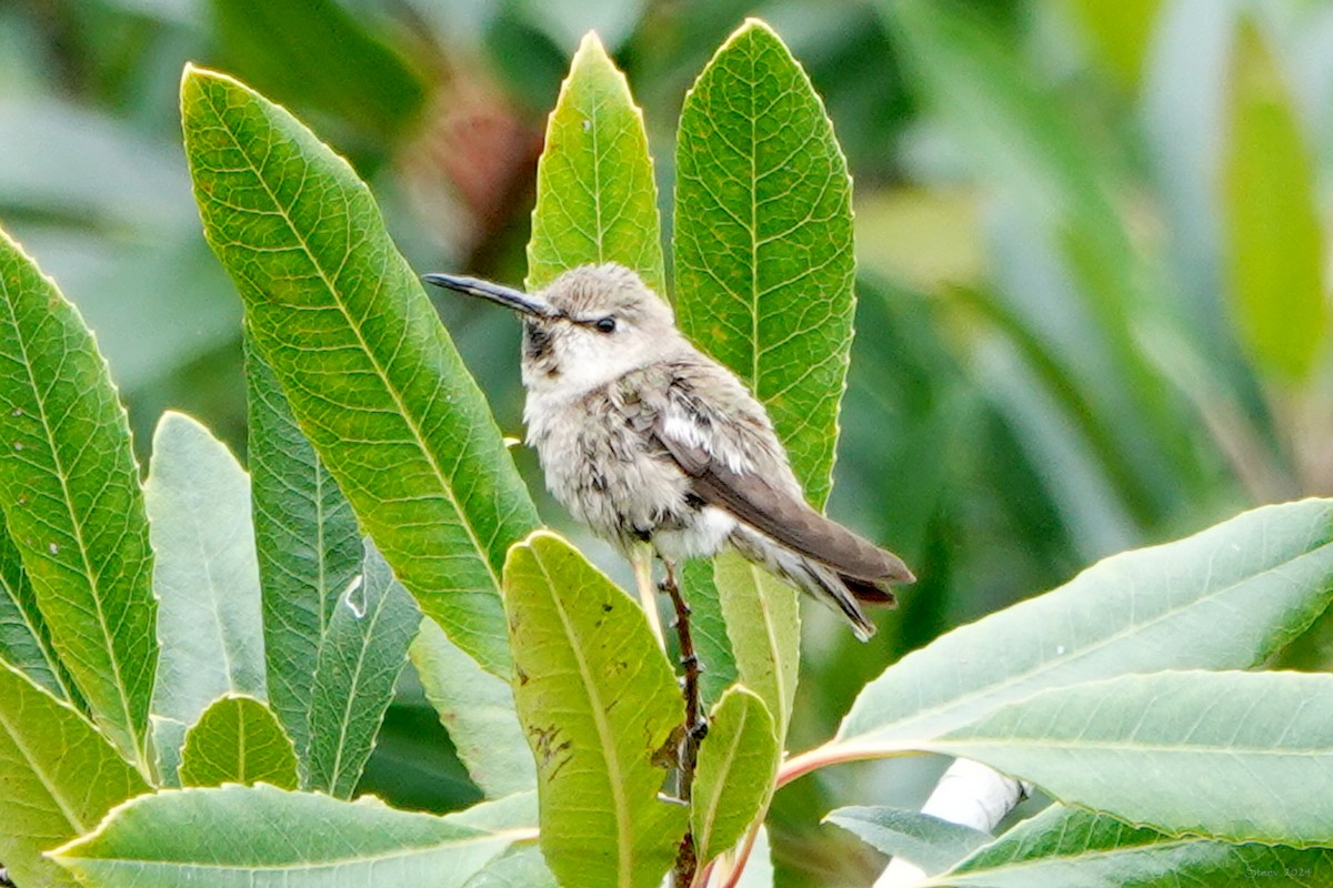 tanımsız Trochilidae sp. - ML617958866