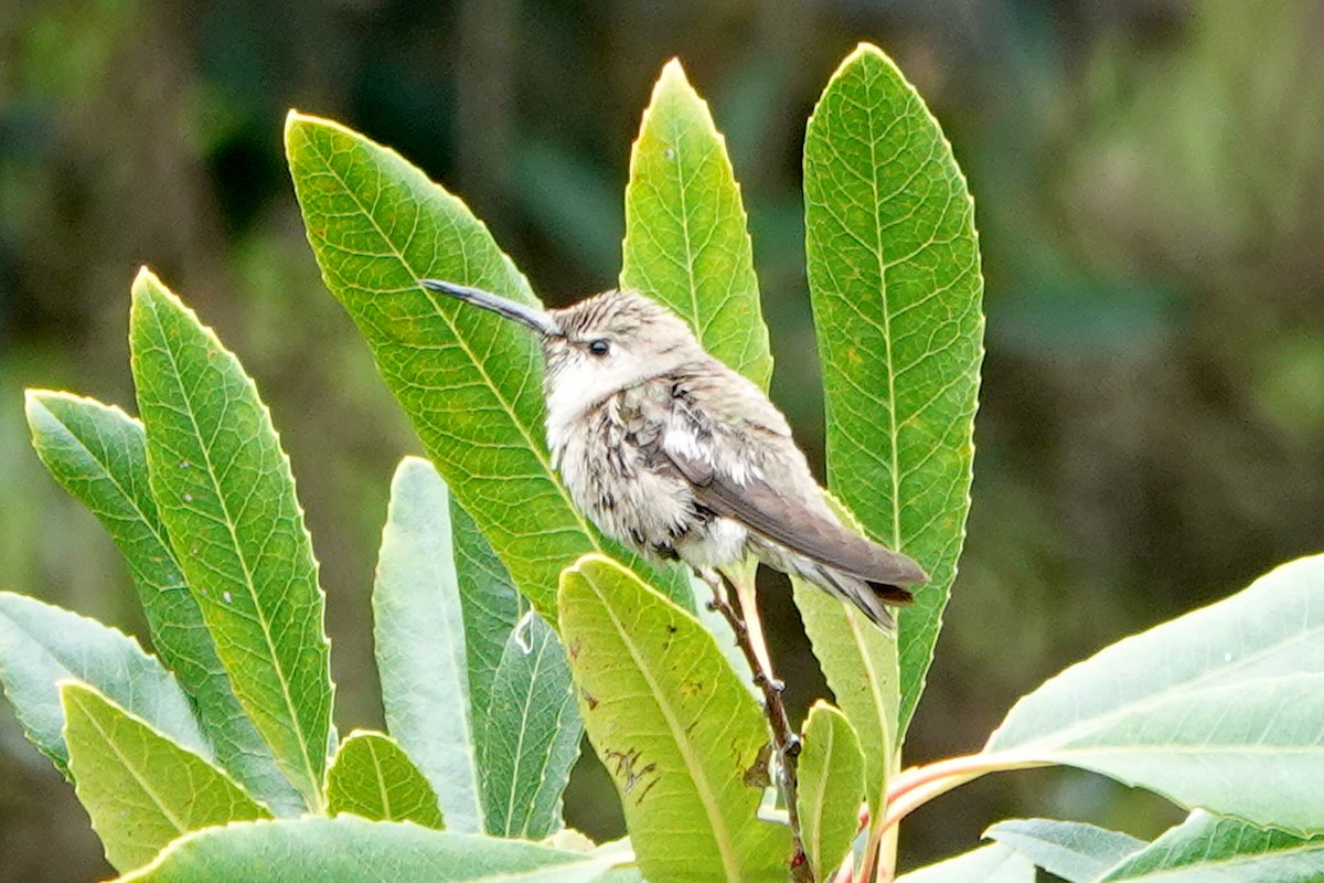 Trochilidae sp. - ML617958869