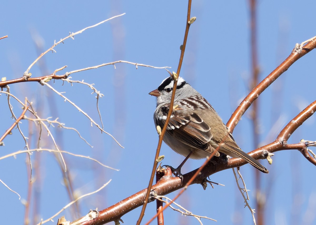 White-crowned Sparrow - Verlee Sanburg