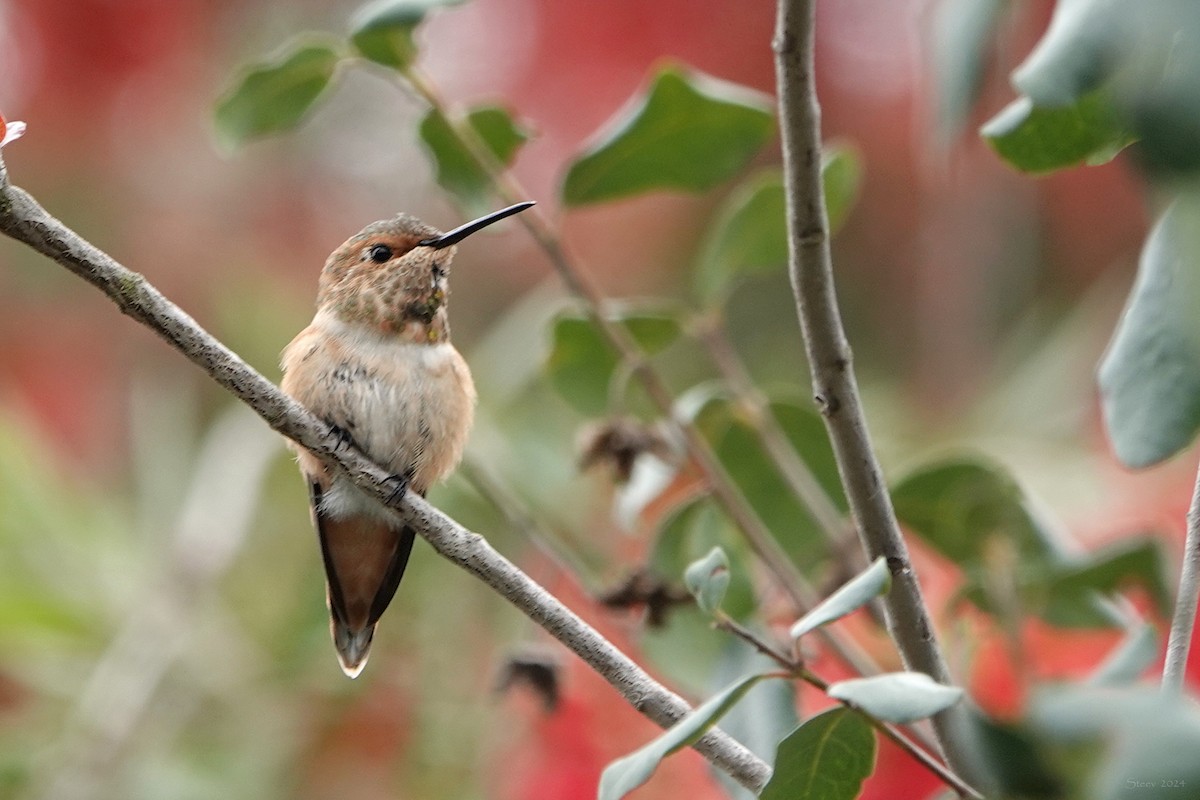 Colibri roux ou C. d'Allen - ML617958902