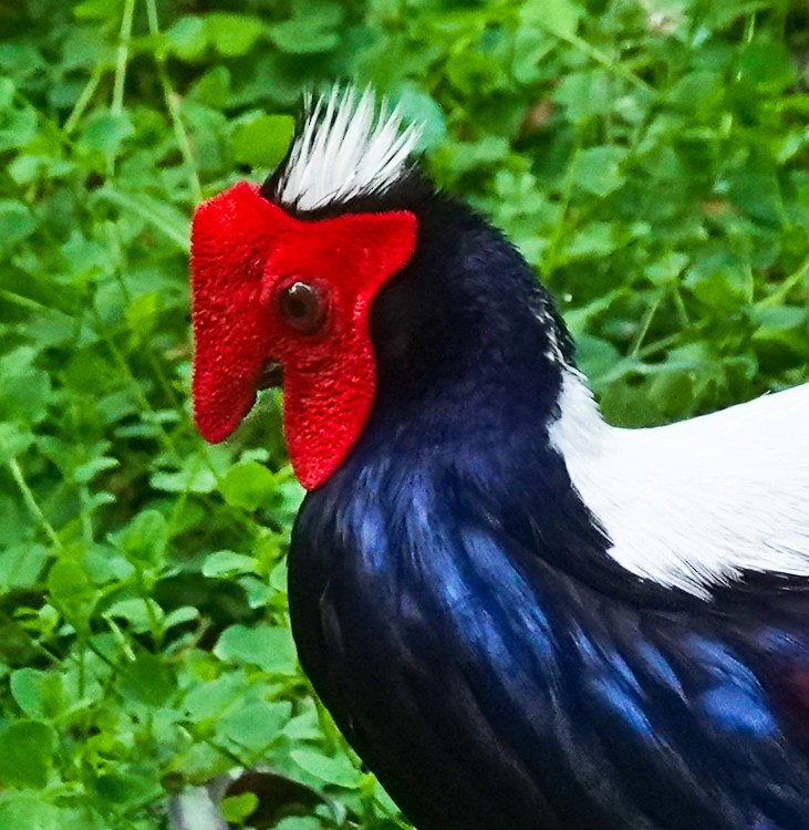 Swinhoe's Pheasant - ML617958914