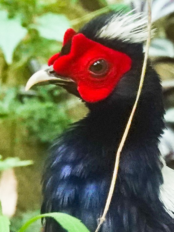 Swinhoe's Pheasant - ML617958915