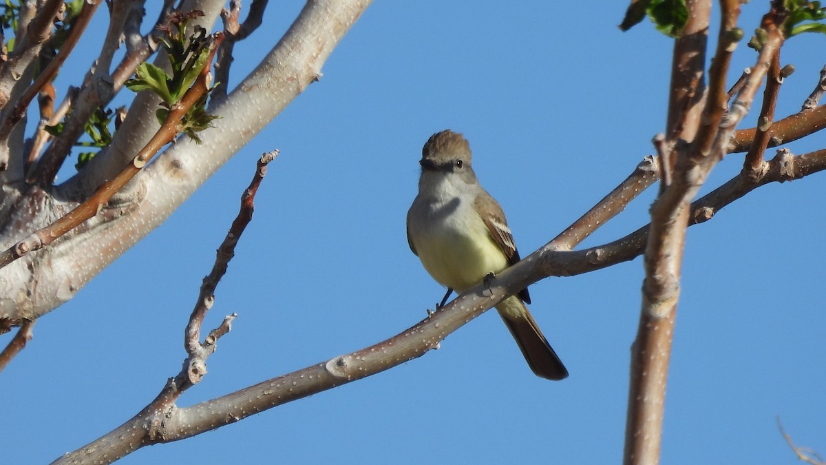 Ash-throated Flycatcher - ML617958917