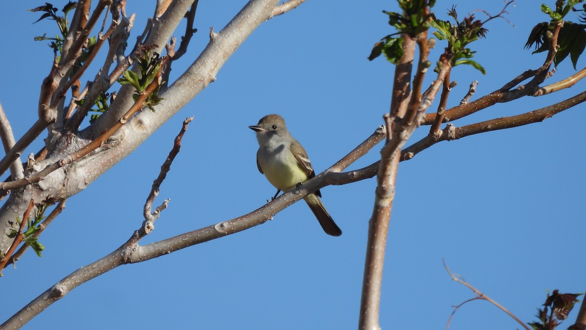 Ash-throated Flycatcher - ML617958918