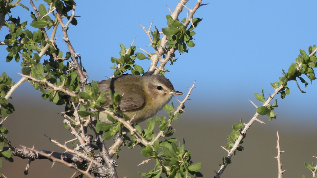 Warbling Vireo - ML617958922