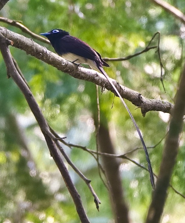 Black Paradise-Flycatcher - ML617958937