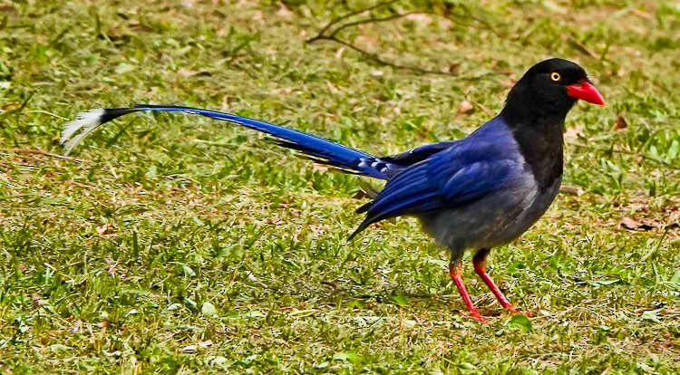 Taiwan Blue-Magpie - ML617958944