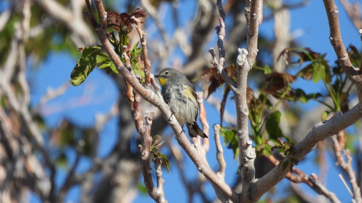 lesňáček žlutoskvrnný - ML617958948