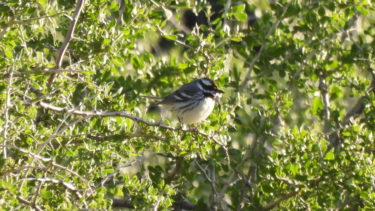 Black-throated Gray Warbler - ML617958950