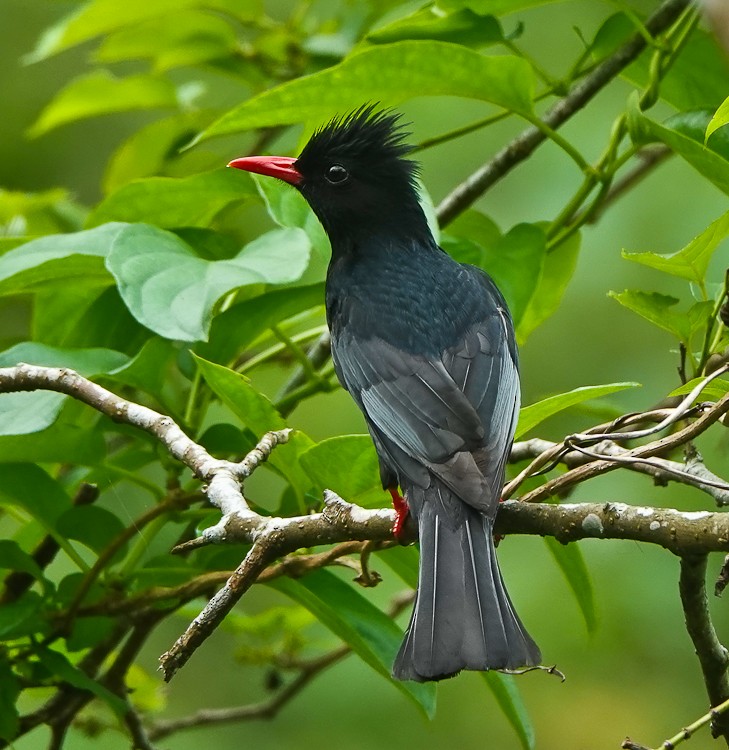 Bulbul Negro - ML617958951