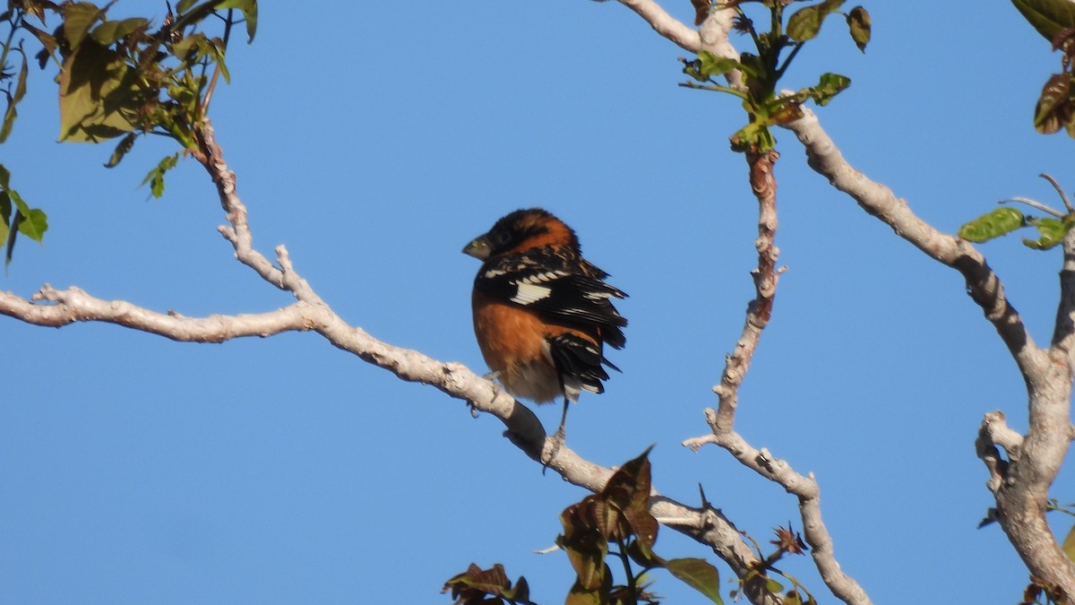 Cardinal à tête noire - ML617958975