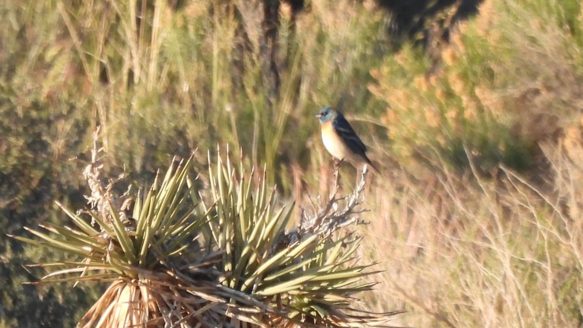 Lazuli Bunting - ML617958981