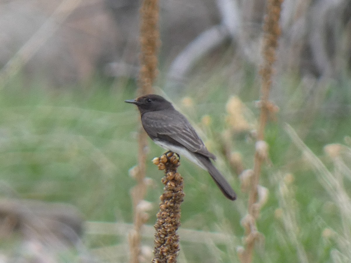 Black Phoebe - ML617958991