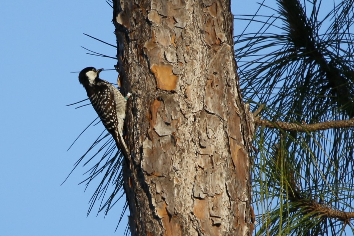 Red-cockaded Woodpecker - Richard Hugel