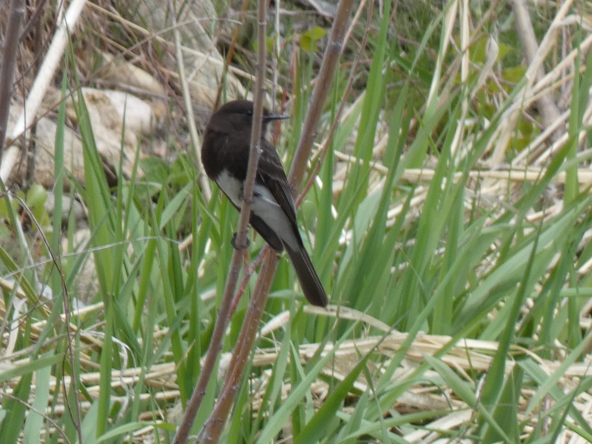 Black Phoebe - Joseph Atkinson